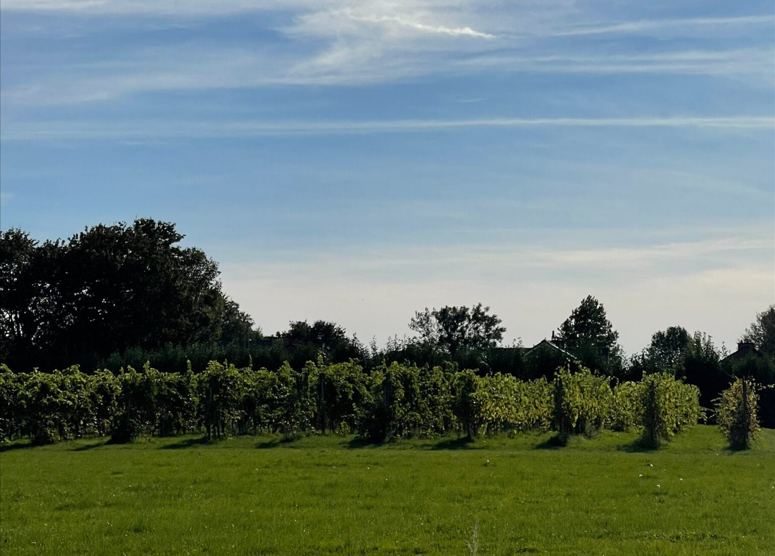 HaspO Stadsrand EMR Wine